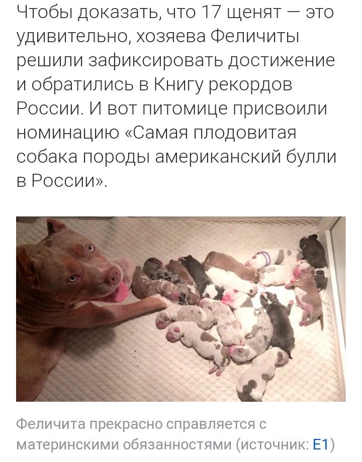 Чтобы доказать что 17 щенят это удивительно хозяева Феличитьп решили зафиксировать достижение и обратились в Книгу рекордов России И вот питомице присвоили номинацию Самая плодовитая собака породы американский булпи в России Феличита Прекрасно справляется материнскими обязанностямиисточник Е1