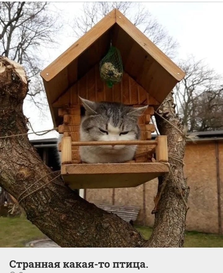 ранная какая то п и