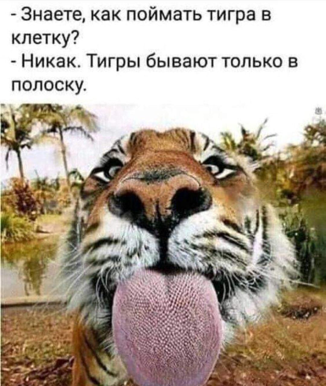 Знаете как поймать тигра в клетку Никак Тигры бывают только в полоску
