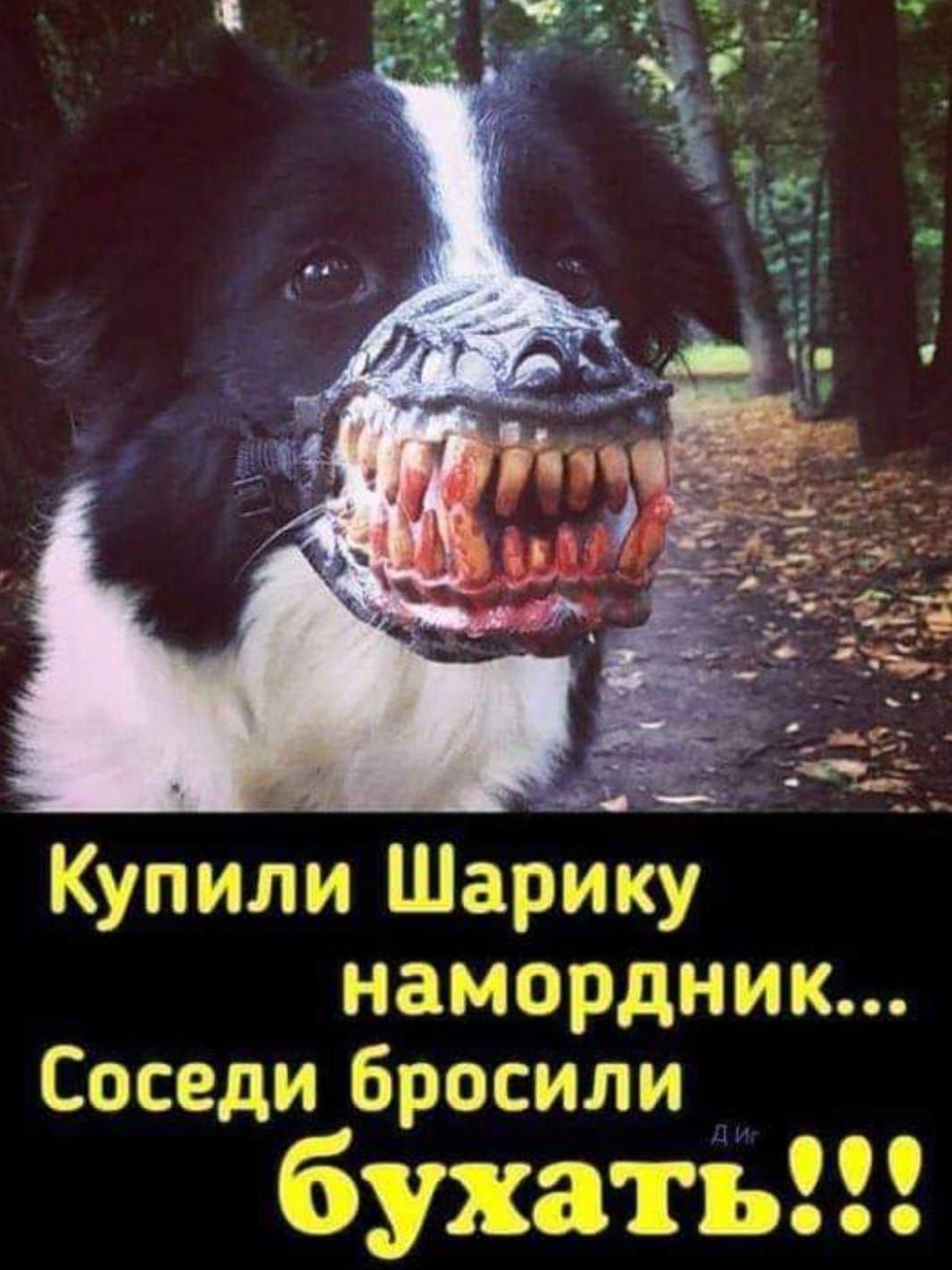 Купили Шарику намордник Соседи бросили бухать