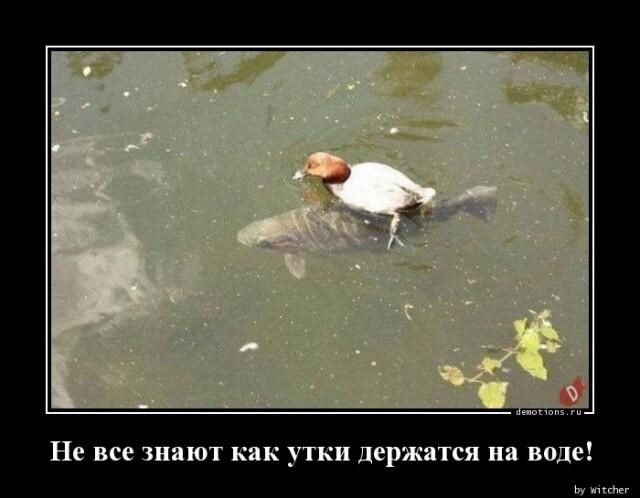 Не все шлют как упш держится на воде