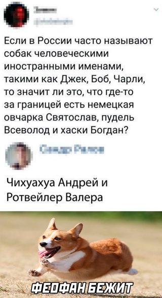 7 Если в России часто называют собак человеческими иностранными именами такими как Джек Боб Чарли то значит ли это что где то за границей есть немецкая овчарка Святослав пудель Всеволод и хаски Богдан О Ад р ьи г Чихуахуа Андрей и Ротвейлер Валера
