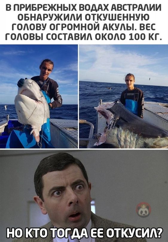 В ПРИБРЕЖНЫХ ВОДАХ АВПРМИИ ОБНАРУЖИЛИ ОТ_КУШЕННУЮ ГОЛОВУ ОГРОМНОИ АКУЛЫ ВЕС ГОАОВЫ СОСТАВИА ОКОО 100 КГ но кто ТШАА ее откусит
