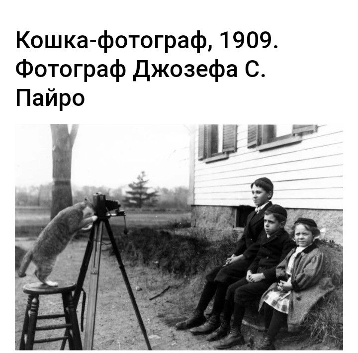 Кошка фотограф 1909 Фотограф Джозефа С Пайро