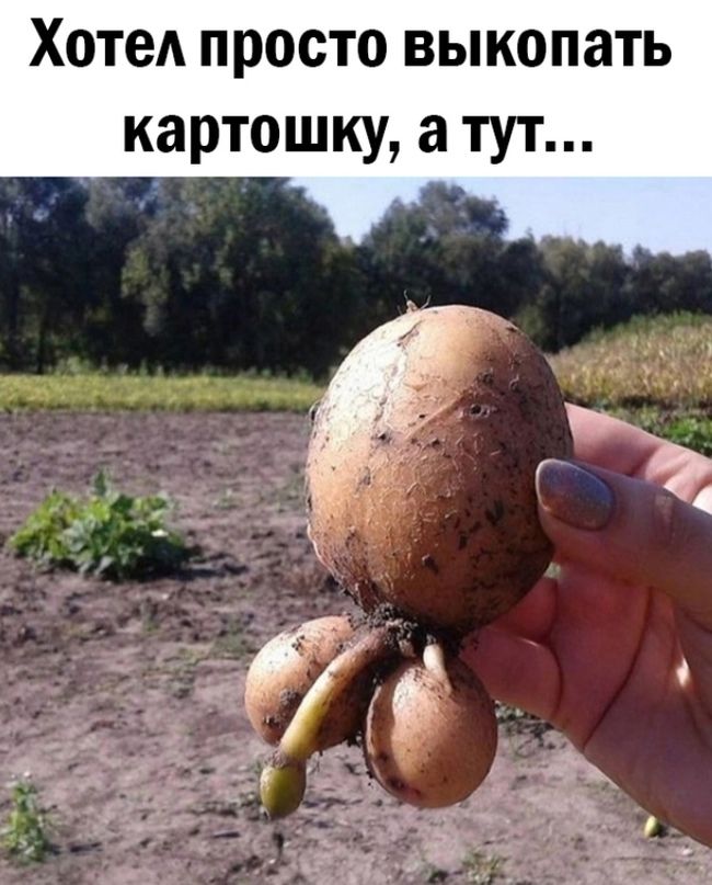 Хотел просто выкопать картошку а тут