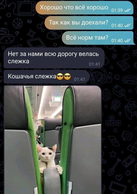 НЕТ 58 нами ВСЮ дерогу велась слежка 0141 Кошачья спежкефгх 0141