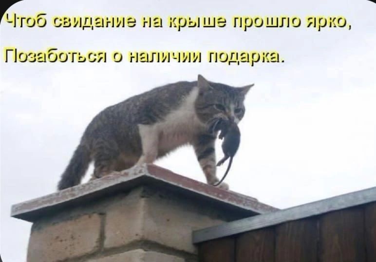 ЩОб свидание на крыше прошло ярко Позаботься о наличии подарка