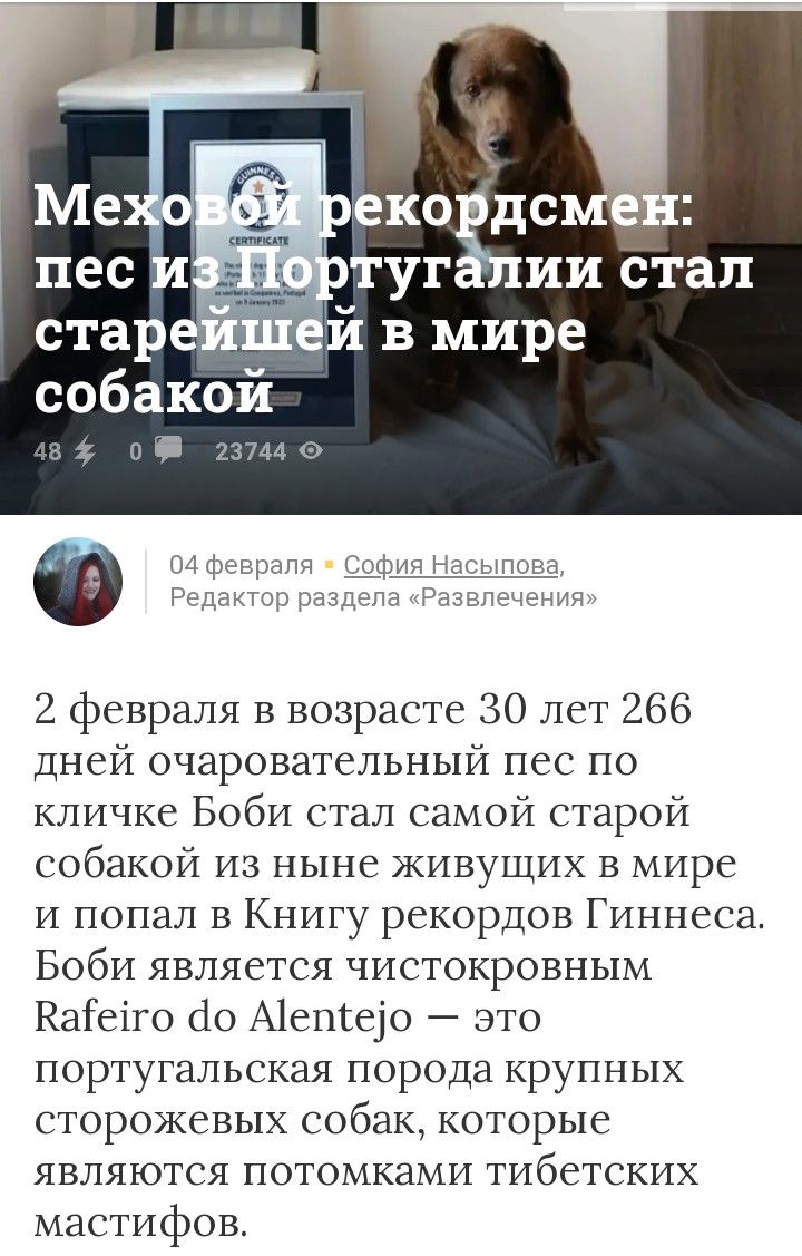 ековдс ТУГЁПИИ СТЕП стареишей в мире собакой п 2 февраля в возрасте 30 лет 266 дней очаровательный пес по кличке Боби стал самой старой собакой из ныне живущих в мире и попал в Книгу рекордов Гиннеса Боби является чистокровпым НаГеіго сіо А1епео это португальская порода крупных сторожевых собак которые являются потомками тибетских мастифов