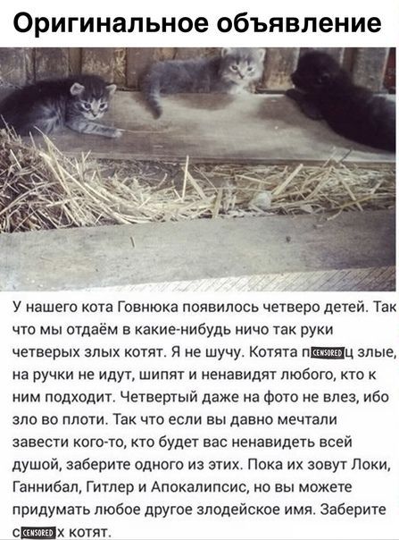 Оригинальное объявление У нашего ота Говиюка появились четверо детей Так что мы отдаём в Какиемибудь ничо так руки четверых злых котят я не шучу Котята пЩц зиме на ручки не идут шипят и ненавидят любого то к ним подходит Четвертый даже на Фото не влез ибо зло во плоти Так что если вы давно мечтали завести кого т кто будет вас иеиавидеть всей душой заберите одного из этих Пока их зовут Локи Ганниба
