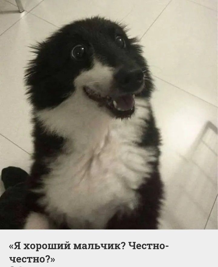 Я хороший мальчик Честно честно