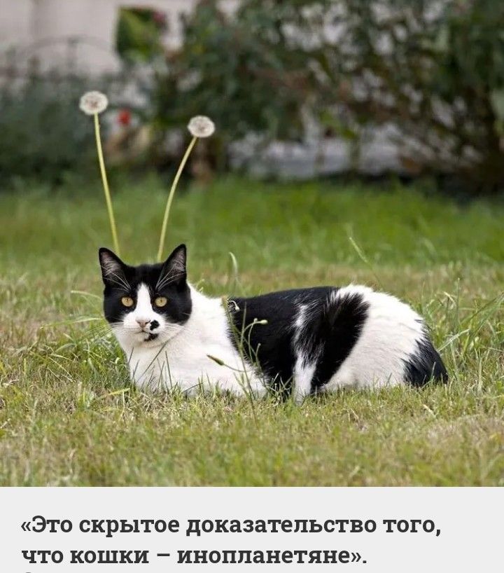 Это скрытое доказательство того что кошки инопланетяне