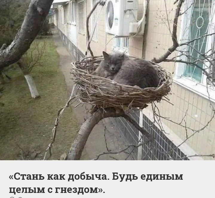 Стань как добыча Будь единым целым гнездом