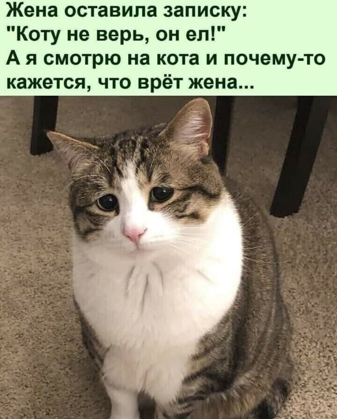 Жена оставила записку Коту не верь он ел А я смотрю на кота и почему то кажется что врёт жена