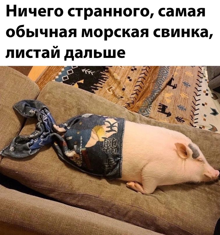 Ничего странного самая обычная морская свинка листай дальше