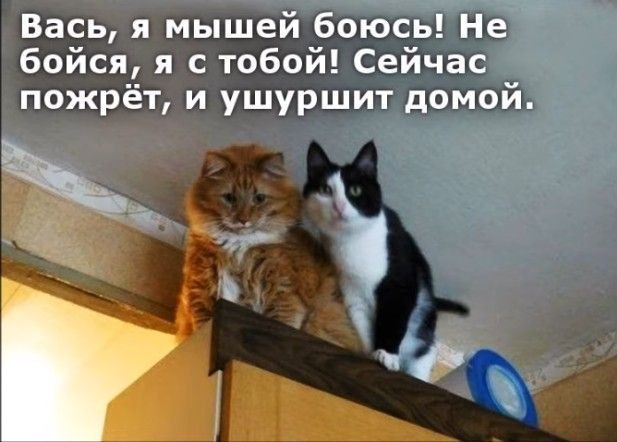 Вась я мышей боюсь Не бойся я с тобой Сейчас пожрёт и ушуршит домой