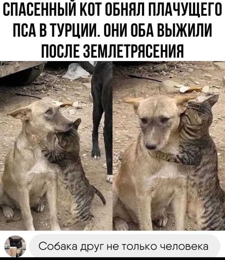 ВПАБЕННЫИ КПТ ПБННЛ ПЛАЧУЩЕГП ПВА В ТУРЦИИ ОНИ НБА ВЫЖИЛИ _ ППВЛЕ ЗЕМЛЕТРНВЕНИЯ Собака друг не только человека