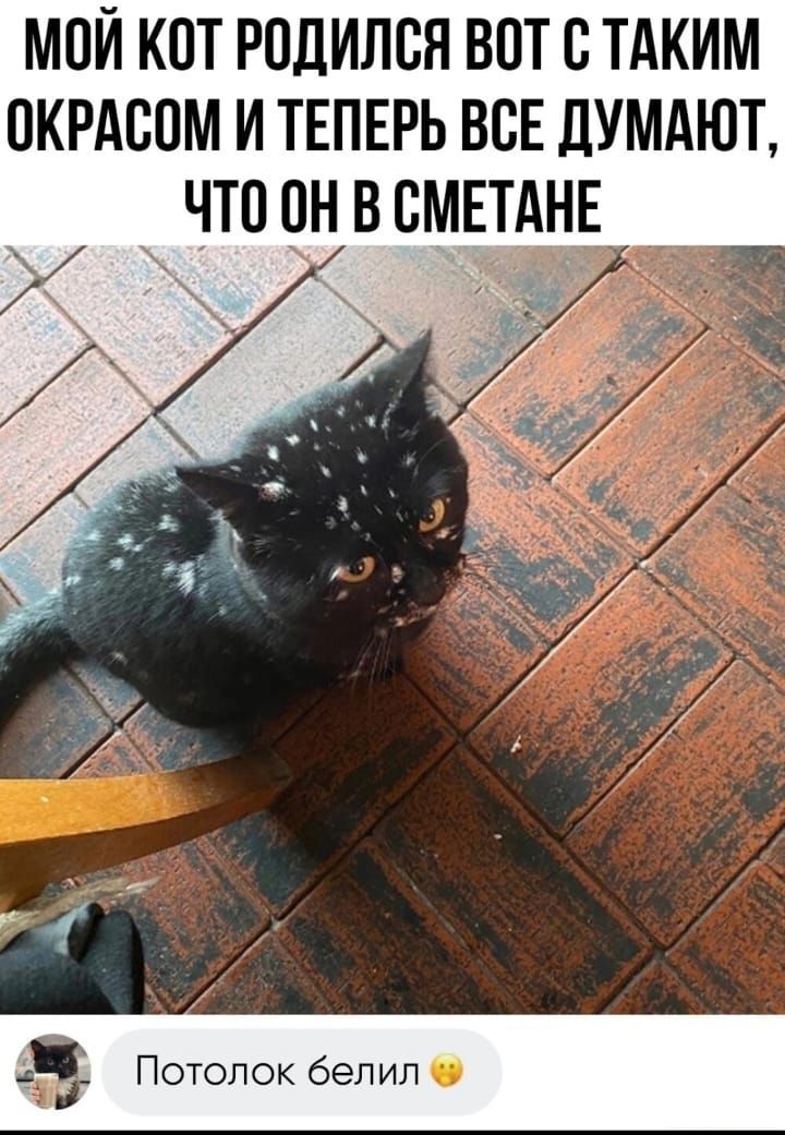 МПЙ КОТ РПДИЛСЯ ВПТ С ТАКИМ ОКРАСОМ И ТЕПЕРЬ ВСЕ дУМАЮТ ЧТО ЧН В СМЕТАНЕ Потолок белил