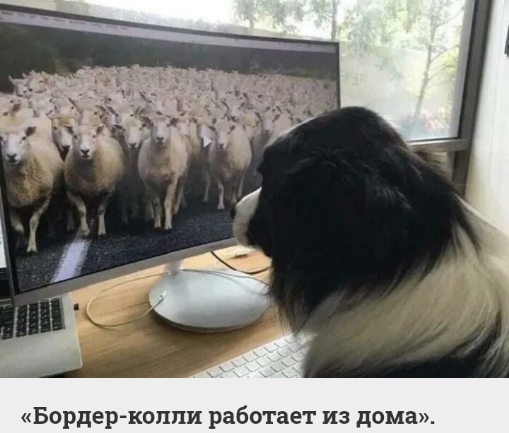 Бордер келпи работает из дома
