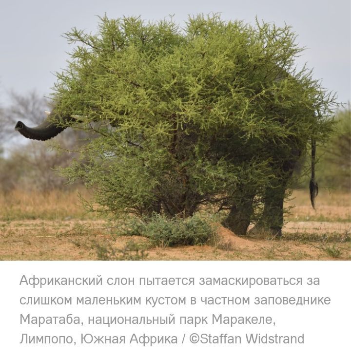 чый парк М я Африка 5аМаг
