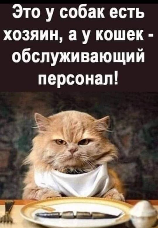 Это у собак есть хозяин а у кошек обслуживающий персонал