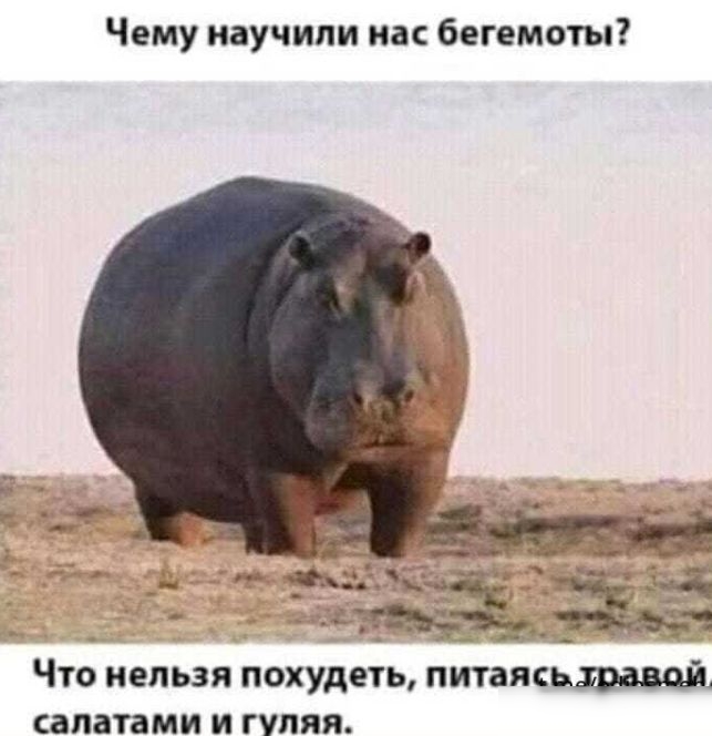 Чему научили как бегемоты ЧТО НЕЛЬЗЯ ПОХУДЕТЬ ПИТЗПК салатами И ГУПЯЯ