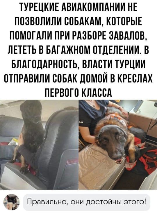 ТУРЕЦКИЕ АВИАКОМПАНИИ НЕ ПОЗВОПИЛИ ООБАКАМ КОТОРЫЕ ПОМОГАЛИ ПРИ РАЗБОРЕ 3АВАПОВ ЛЕТЕТЬ В БАГАЖНОМ ОТЛЕПЕНИИ В БЛАГОДАРНОСТЬ ВЛАСТИ ТУРЦИИ ОТПРАВИЛИ СОБАК ДОМОЙ В КРЕОПАХ ПЕРВОГО КПАОЕА Правильно они достойны этого
