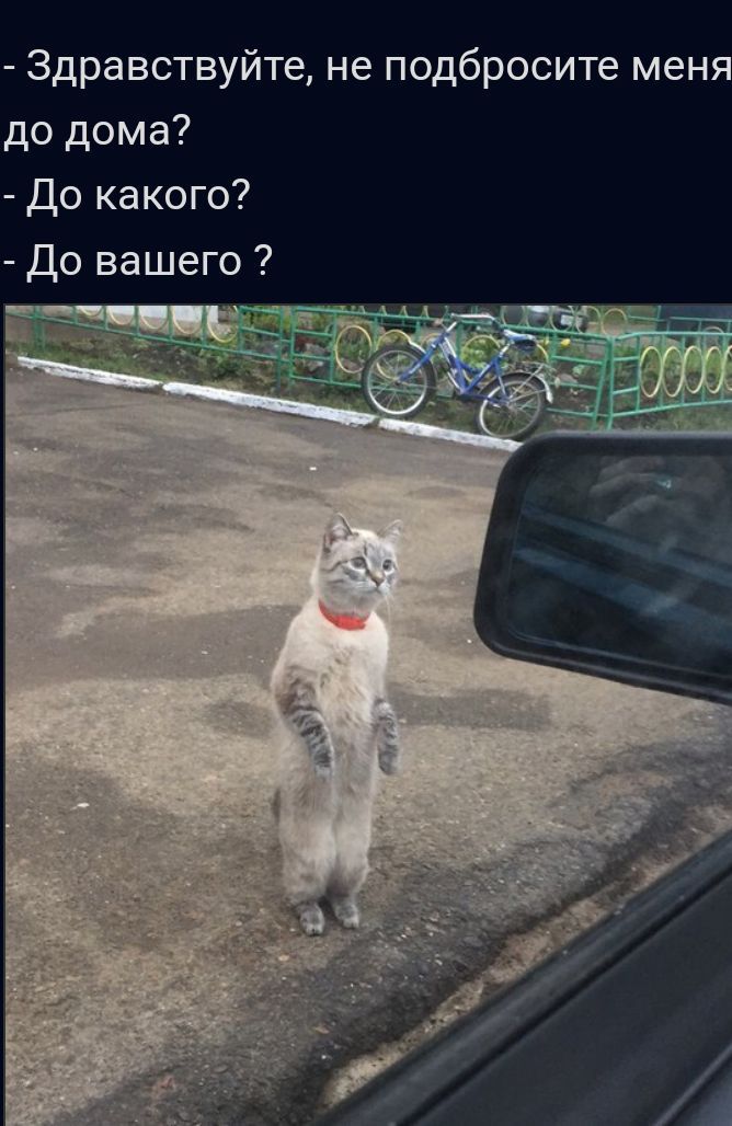 Здравствуйте не подбросите мен до дома До какого До вашего