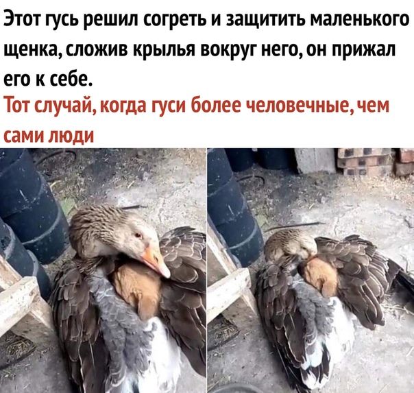 Этот гусь решил согреть и защитить маленького щенкаложив крьшья вокруг иегоон прижал его к себе Тот случай когда гуси более чеповечныэ чем сами люди