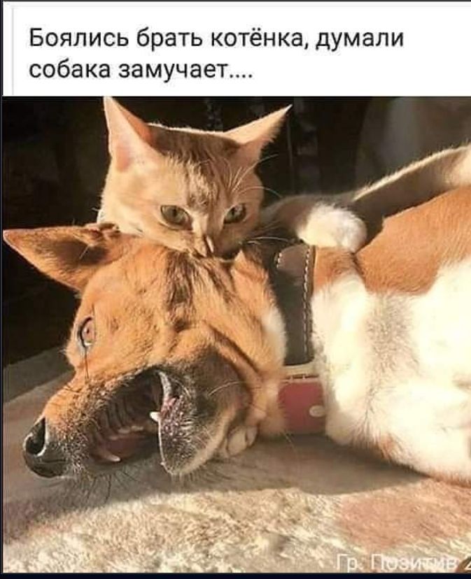 Боялись брать котёнка думали собака замучает