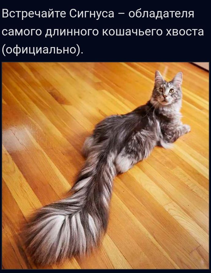 Встречайте Сигнуса обладателя самого длинного кошачьего хвоста официально