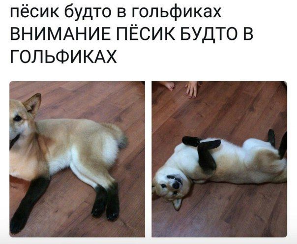 пёсик будто в гопьфиках ВНИМАНИЕ ПЁСИК БУДТО В ГОЛЬФИКАХ
