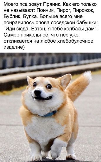 Моего пса зовут Пряник Как его только не называют Пончик Пирог Пирожок Бублик Бупка Больше всего мне понравилось слова соседской бабушки Иди сюда Батон я тебе колбасы дамЕ Самое прикольное что пёс уже откликается на любое хлебобулочное изделие до