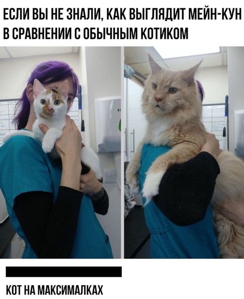 ЕСЛИ ВЫ НЕ ЗЕМЛИ КАК ВЫГЛЯЦИТ МЕЙН КУН ВСРАВНЕНИИ В ОБЫЧНЫМ КПТИКОМ _ КПТ Нд МАКЕИМАПКАХ