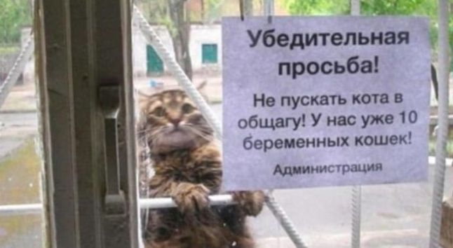 просьба Т Не пускдтъ кота в общвгуУипсУЖ010 бервиеиных ксшвк Анипршил