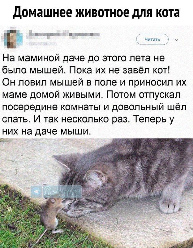 домашнее ЖИВОТНОЕ для кота На маминой даче до этого лета не было мышей Пока их не завёл кот Он ловил мышей в поле и приносил их маме домой живыми Потом отпускал посередине комнаты и довольный шёл спать И так несколько раз Теперь у НИХ на даче мыши