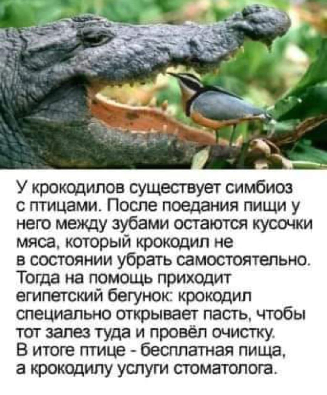 У крокодилов существует симбиоз с птицами После поедания пищи у него между зубами остаются кусочки мяса который крокодил не в состоянии убрать самостоятельно Тогда на помощь приходит египетский бегунок крокодил специально открывает пасть чтобы тот залез туда и провёл очистку В итоге птице бесплатен пища а крокодилу ушуги стоматолога