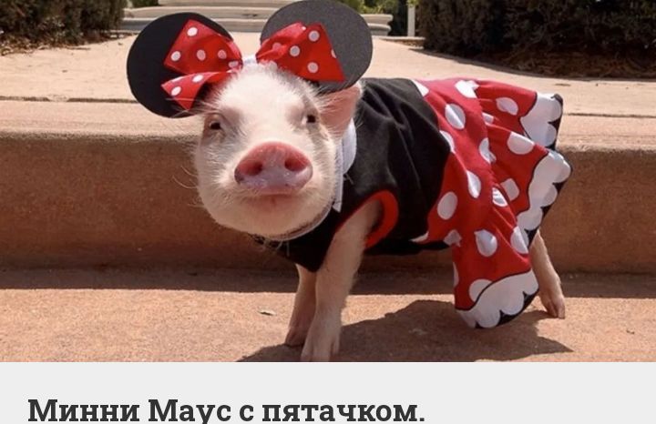 Минни Ма пятачком