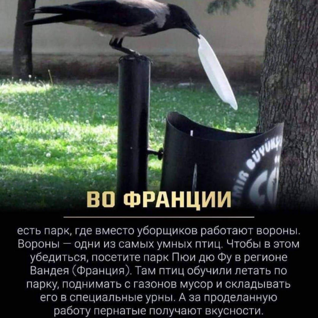 де вп фРАнции есть парк где вместо уборщиков работают вороны вороны _ одни из самых умных птиц чтобы в этом убедиться посетите парк Пюи дю Фу в регионе Вандеи Франция Там птиц обучили летать по парку поднимать о газонов мусор и складывать его в специальные урны А за проделанную работу пернатые получают вкусности