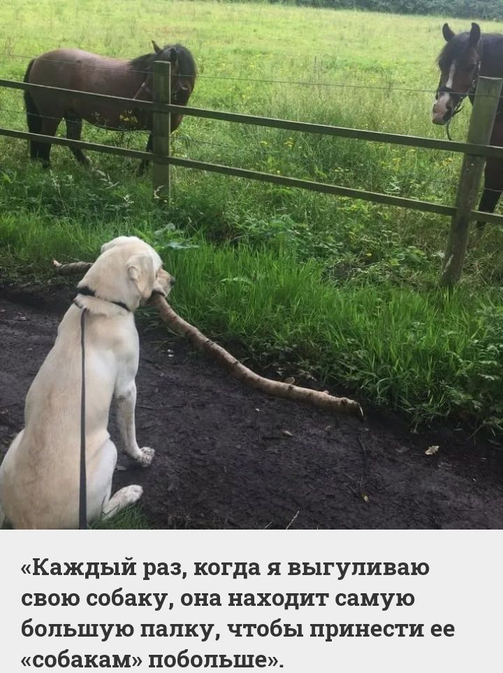 Каждый раз когда я выгуливаю СВФЮ собаку она находит самую большую папку чтобы принести ее собакам побольше