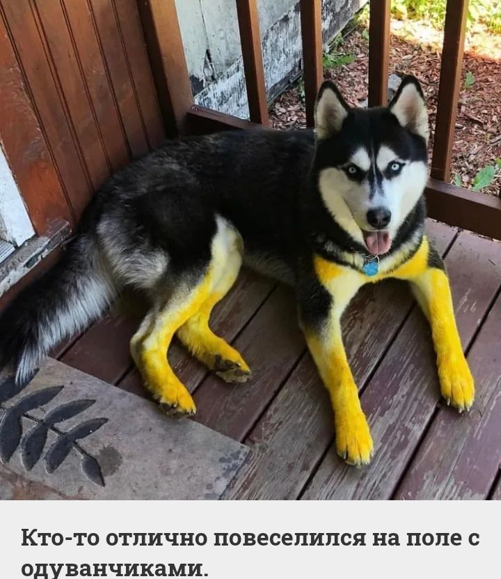 Кто то отпично повесепипся на поле с О ванчиками