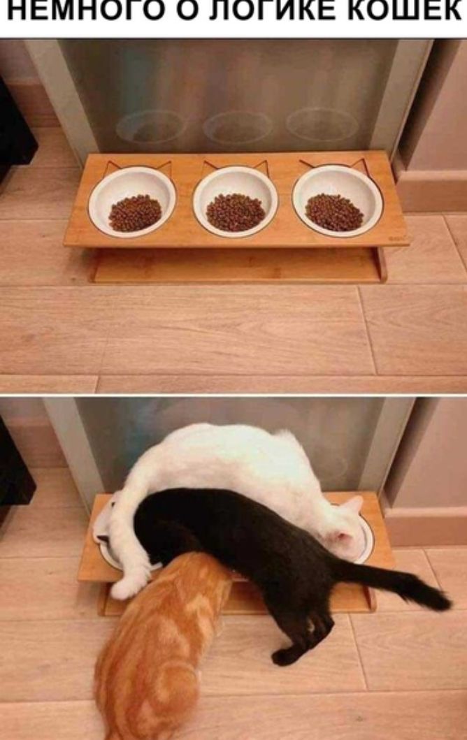 НЕМНОГО О ЛОГИКЕ КОШЕК