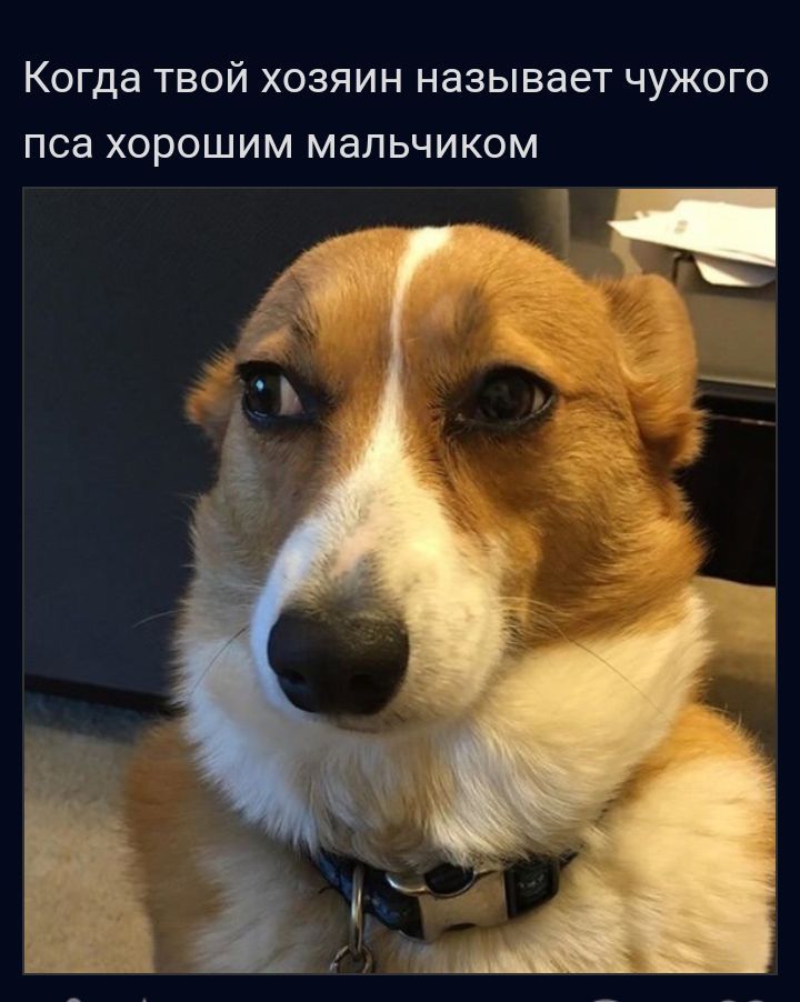 Когда твой хозяин называет чужого пса хорошим мальчиком