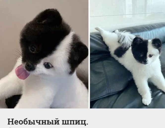 Необычный шпиц