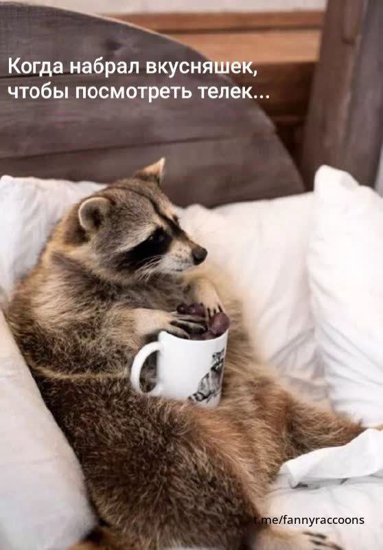 Когда набрал вкусняшек чтобы посмотреть телек