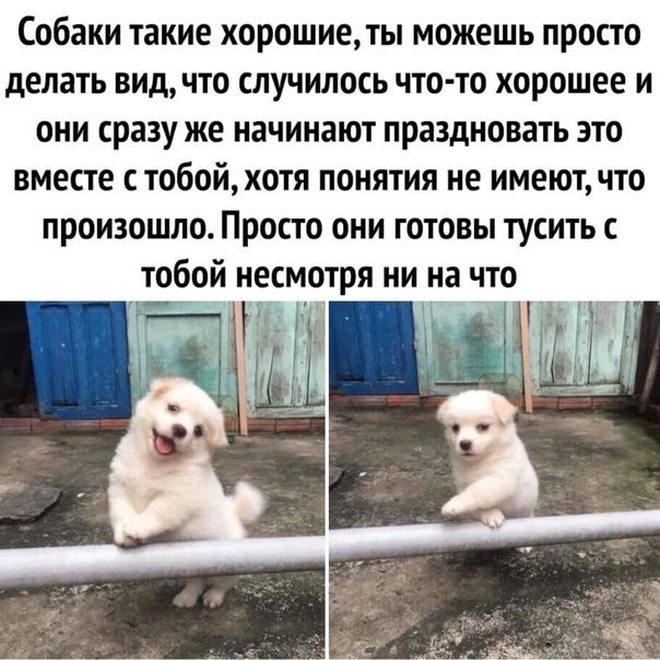 Собаки такие хорошие можешь просто делать видчто случилось чтото хорошее и они сразу же начинают праздновать это вместе с тобой хотя понятия не имеют что произошло Просто они готовы тусить т_обой несмотря ни на что