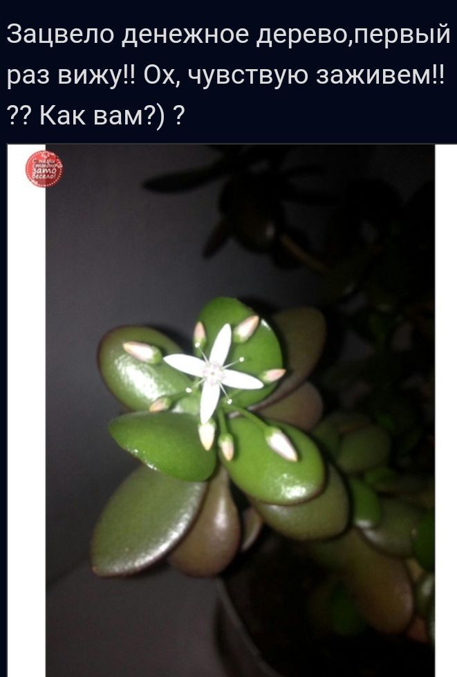 Зацвело денежное дереволервый раз вижу Ох чувствую заживемН Как вам