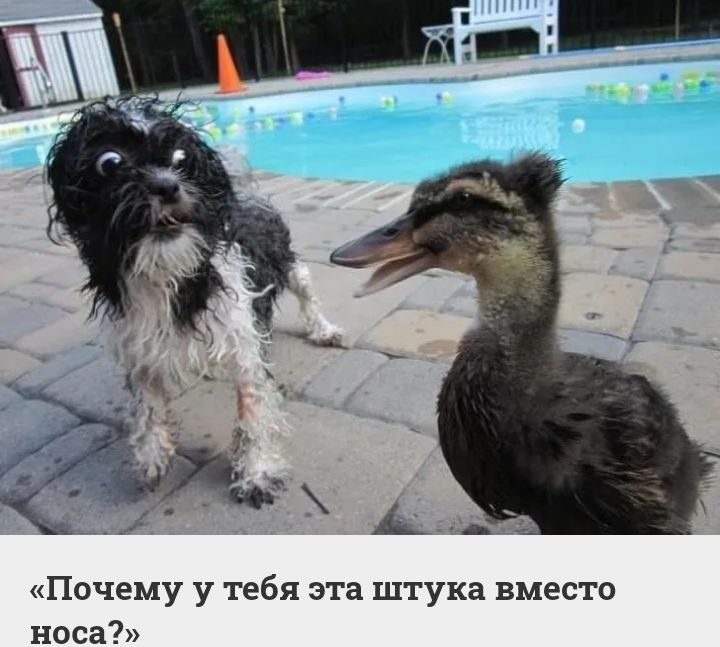 А Почему у тебя эта штука вместо носа