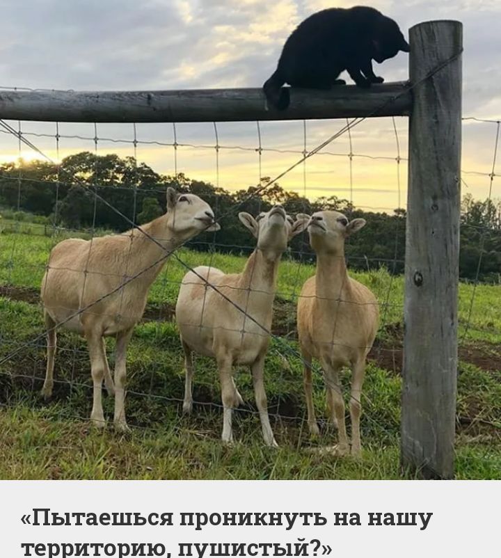 ПЬПГаеШЬСЯ ПРОНИКНУТЬ на нашу те ито мю п шистый