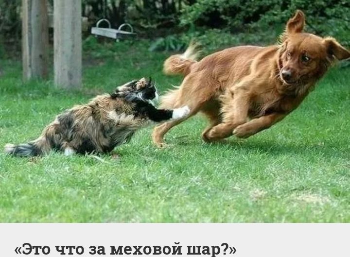 Это что за меховой шар