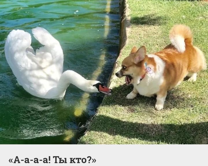 А а а а Ты кто